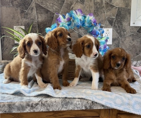 Medium Photo #5 Cavapoo Puppy For Sale in THORP, WI, USA