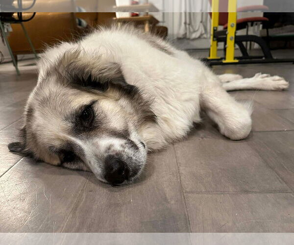 Medium Photo #2 Anatolian Pyrenees Puppy For Sale in Houston, TX, USA