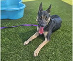 Small German Shepherd Dog