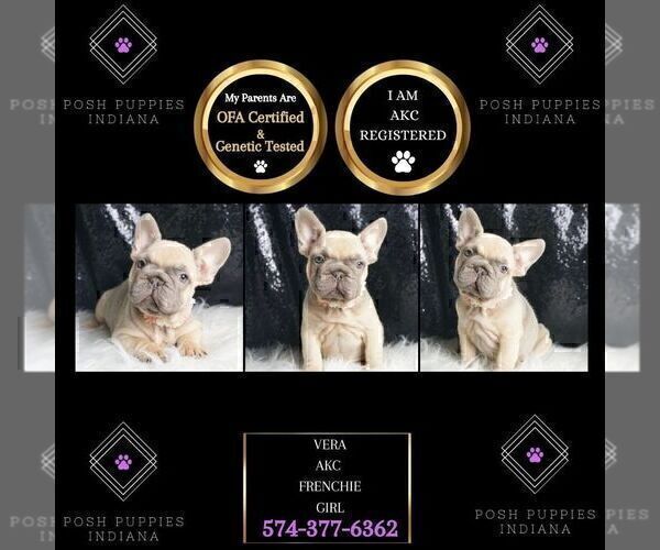 Medium Photo #25 French Bulldog Puppy For Sale in WARSAW, IN, USA