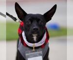Small #6 Chihuahua Mix