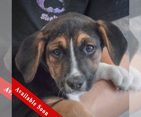 Medium Photo #1 Beagle-Unknown Mix Puppy For Sale in Huntley, IL, USA