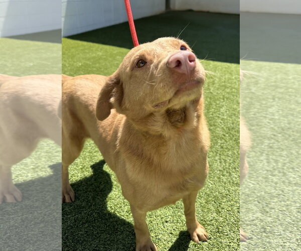 Medium Photo #3 Retriever -Unknown Mix Puppy For Sale in Rockaway, NJ, USA