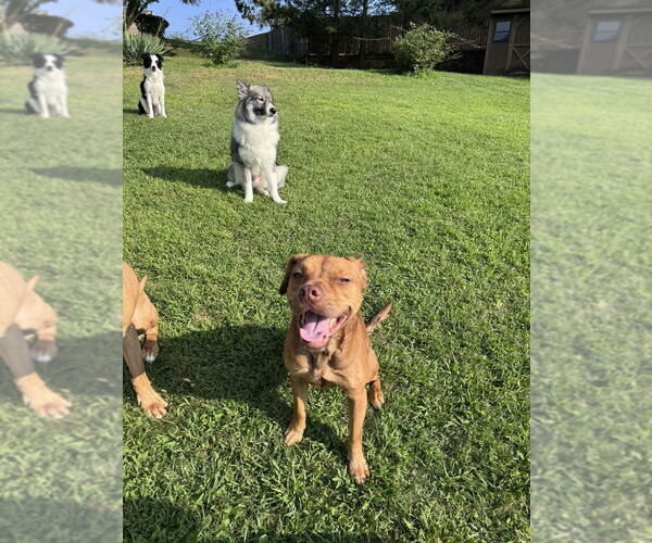 Medium Photo #4 Basset Hound-Unknown Mix Puppy For Sale in Springdale, PA, USA