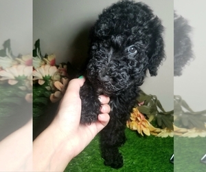 Poodle (Standard) Puppy for sale in SOUTHFIELD, MI, USA