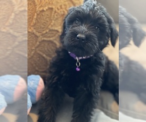 Schnauzer (Giant) Puppy for sale in DECATUR, GA, USA