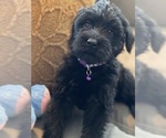 Small Photo #1 Schnauzer (Giant) Puppy For Sale in DECATUR, GA, USA