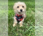 Small #12 Morkie