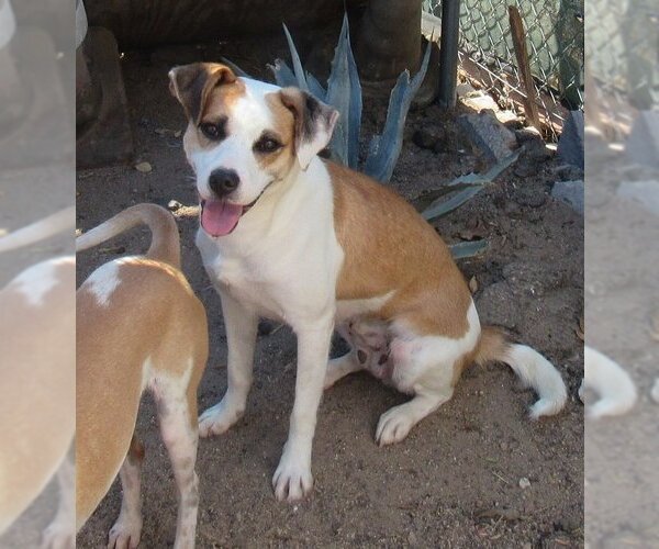 Medium Photo #2 Mutt Puppy For Sale in Apple Valley, CA, USA