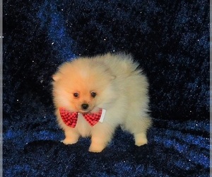 Pomeranian Puppy for sale in WARRENSBURG, MO, USA