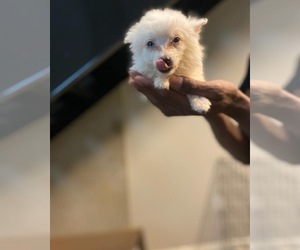 Pomeranian Puppy for sale in WASHINGTON, DC, USA