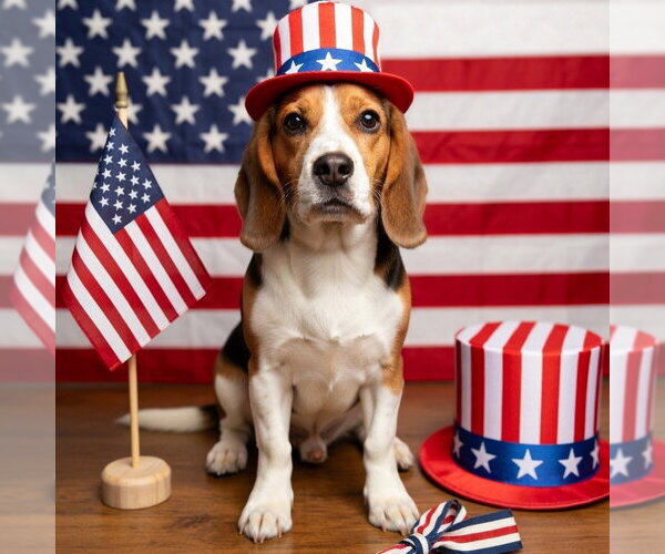 Medium Photo #3 Beagle Puppy For Sale in Elmsford, NY, USA