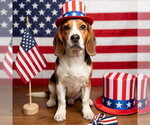 Small #2 Beagle