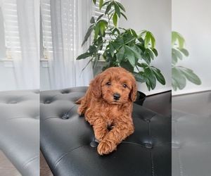 Double Doodle Puppy for sale in OWINGS MILLS, MD, USA