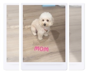 Mother of the Maltipoo puppies born on 08/18/2025