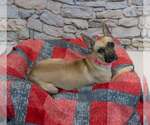 Small #2 Mutt