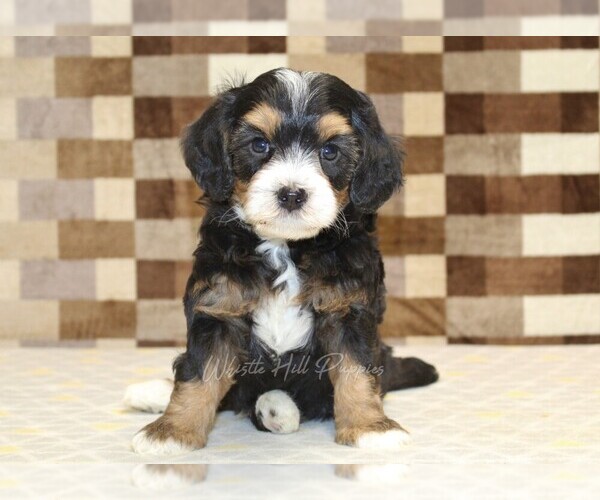 Medium Photo #4 Miniature Bernedoodle Puppy For Sale in DENVER, PA, USA