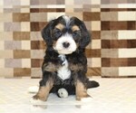 Small #3 Miniature Bernedoodle