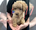 Small Photo #4 Goldendoodle Puppy For Sale in IRWIN, PA, USA