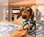 Small #1 Dachshund