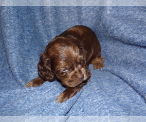 Cocker Spaniel Dog for Adoption in CROSSVILLE, Tennessee USA