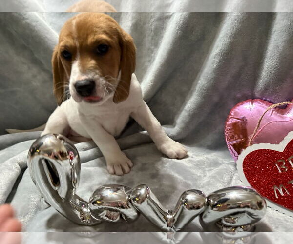 Medium Photo #5 Beagle-German Shepherd Dog Mix Puppy For Sale in Texarkana, TX, USA