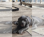 Small Cane Corso