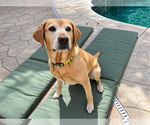 Ruger 2 - Male Labrador Retriever Dog for Adoption - Small photo