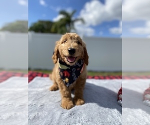 Goldendoodle Puppy for sale in APOPKA, FL, USA
