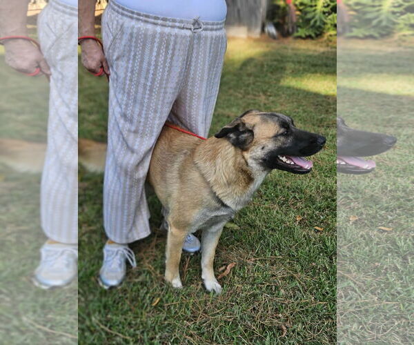 Medium Photo #23 Black Mouth Cur-Unknown Mix Puppy For Sale in Wakefield, RI, USA