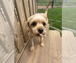 Small #2 Poodle (Miniature)