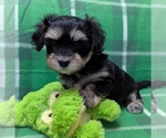 Small #3 Havanese
