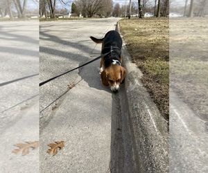 Beagle Puppy for sale in GREEN BAY, WI, USA