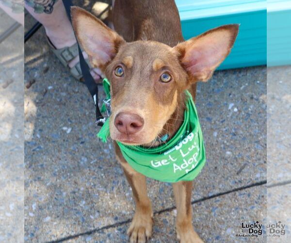 Medium Photo #2 Australian Kelpie-Miniature Pinscher Mix Puppy For Sale in Washington, DC, USA