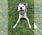 Small #1 American Pit Bull Terrier Mix