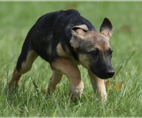 Medium Photo #11 Mutt Puppy For Sale in Mechanicsburg, PA, USA