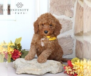 Goldendoodle (Miniature) Puppy for Sale in GORDONVILLE, Pennsylvania USA