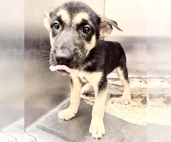 Medium Photo #1 German Shepherd Dog-Unknown Mix Puppy For Sale in Houston, TX, USA