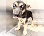 Small German Shepherd Dog Mix