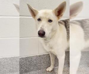 WHISPER - Female Gerberian Shepsky Dog for Adoption - Photo #2