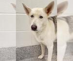 Small Photo #2 Gerberian Shepsky Puppy For Sale in Houston, TX, USA