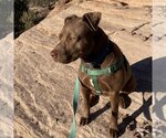 Small Photo #56 American Pit Bull Terrier Puppy For Sale in Kanab, UT, USA