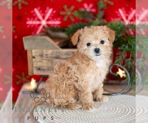 Maltipoo Puppy for sale in MILL HALL, PA, USA