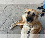 Small #1 German Shepherd Dog