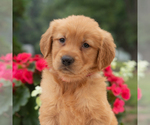 Small #5 Golden Retriever