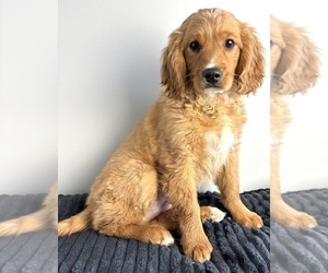 Cavalier King Charles Spaniel-Goldendoodle Mix Puppy for sale in INDIANAPOLIS, IN, USA