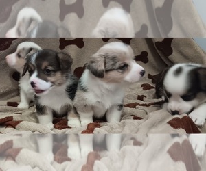 Welsh Cardigan Corgi Litter for sale in NEWAYGO, MI, USA