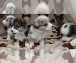 Image preview for Ad Listing. Nickname: Litter of 4