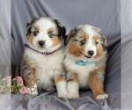 Small Photo #2 Miniature Australian Shepherd Puppy For Sale in REBERSBURG, PA, USA