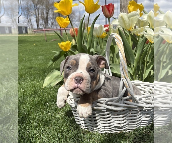 Medium Photo #5 American Bulldog Puppy For Sale in MIDDLEBURY, IN, USA